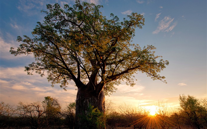 非洲，津巴布韋，稀樹草原，猴麵包樹，日落，太陽光線 桌布 圖片