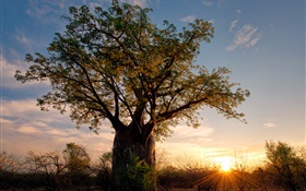 非洲，津巴布韋，稀樹草原，猴麵包樹，日落，太陽光線 高清桌布