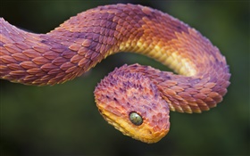 非洲毒蛇 高清桌布