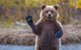 阿拉斯加灰熊 高清桌布