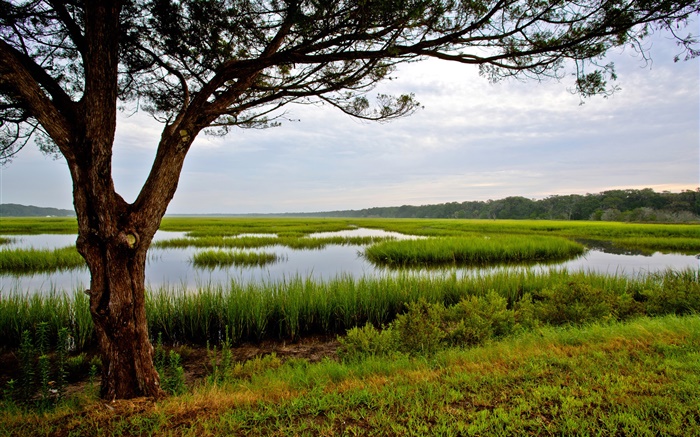阿米莉亞島，佛羅里達州，美國，樹，沼澤 桌布 圖片