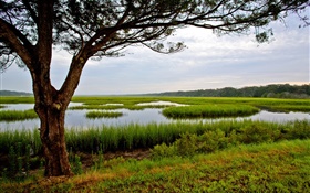 阿米莉亞島，佛羅里達州，美國，樹，沼澤