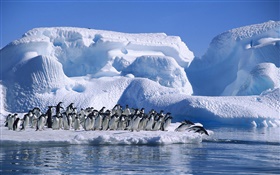 南極洲阿德利企鵝，雪，冰 高清桌布