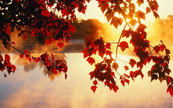 秋天的樹葉，太陽光線，美麗的自然風光 桌布 圖片
