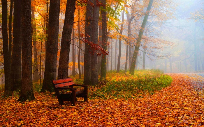 秋天，樹木，樹葉，公園，道路，長椅 桌布 圖片