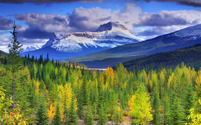 班夫國家公園，加拿大阿爾伯塔省，山，天空，森林，樹木 桌布 圖片