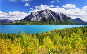 班夫公園，加拿大阿爾伯塔省，亞伯拉罕湖，山，樹 高清桌布