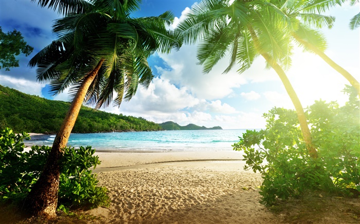 海灘景觀，海洋，棕櫚樹，天空，雲，太陽 桌布 圖片