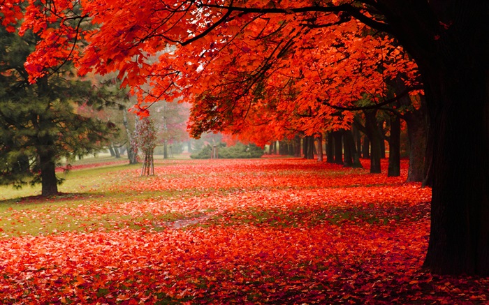 美麗的秋天，紅葉 桌布 圖片
