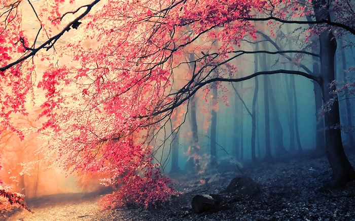 美麗的秋天的景色，樹木，紅葉 桌布 圖片