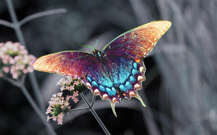 美麗的蝴蝶，五顏六色的翅膀 桌布 圖片