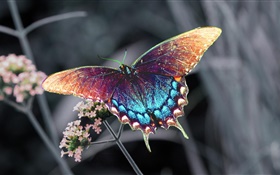 美麗的蝴蝶，五顏六色的翅膀