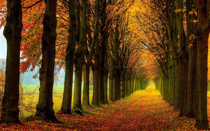 美麗的自然，森林，樹木，道路，秋季 桌布 圖片