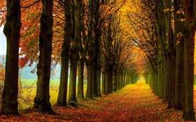 美麗的自然，森林，樹木，道路，秋季 高清桌布