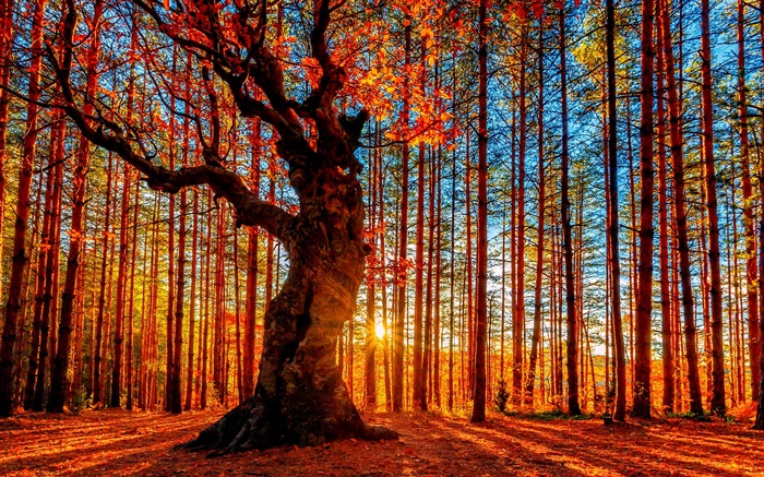 美麗的夕陽森林，樹木，紅葉，秋 桌布 圖片