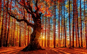 美麗的夕陽森林，樹木，紅葉，秋