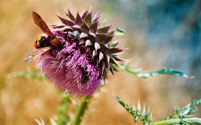 蜜蜂，甲蟲，紫色的花 桌布 圖片