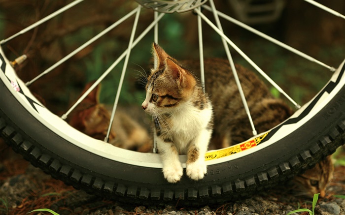 自行車車輪，可愛的小貓 桌布 圖片