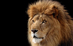 大型貓科動物，獅子 高清桌布