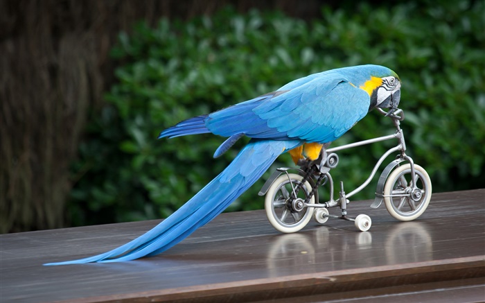 藍羽鸚鵡騎自行車 桌布 圖片