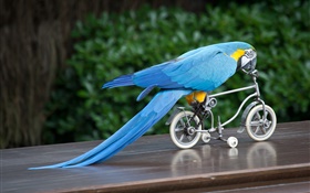 藍羽鸚鵡騎自行車 高清桌布