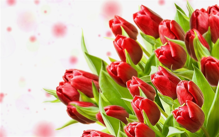 花束的花，紅色的鬱金香 桌布 圖片