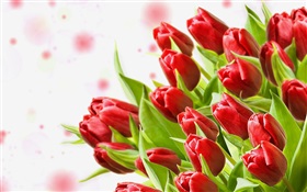 花束的花，紅色的鬱金香 高清桌布