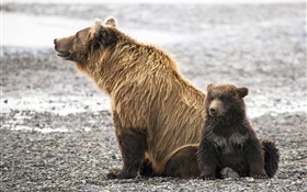 棕熊家庭 高清桌布