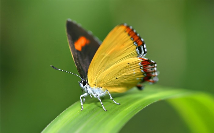 蝴蝶，草 桌布 圖片