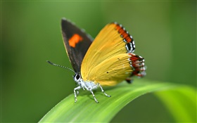 蝴蝶，草 高清桌布