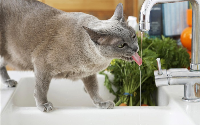 貓喝水 桌布 圖片