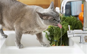 貓喝水 高清桌布