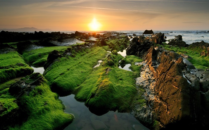 海岸美麗的日落，苔 桌布 圖片