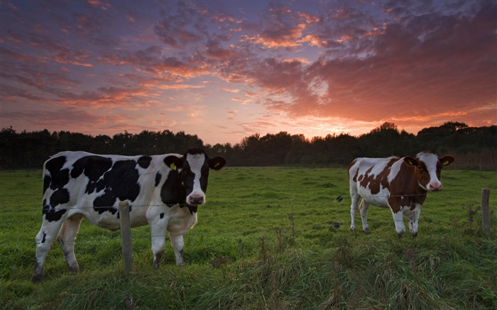 奶牛，日落，草 桌布 圖片