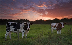 奶牛，日落，草 高清桌布