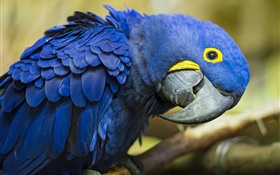 好奇的藍鸚鵡 高清桌布