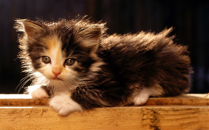 可愛的美國短尾貓小貓 桌布 圖片