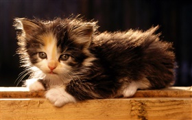可愛的美國短尾貓小貓 高清桌布