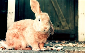 可愛的棕兔 高清桌布