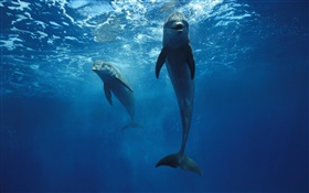 海豚在水下 高清桌布