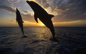 海豚跳出水面，夕陽 高清桌布