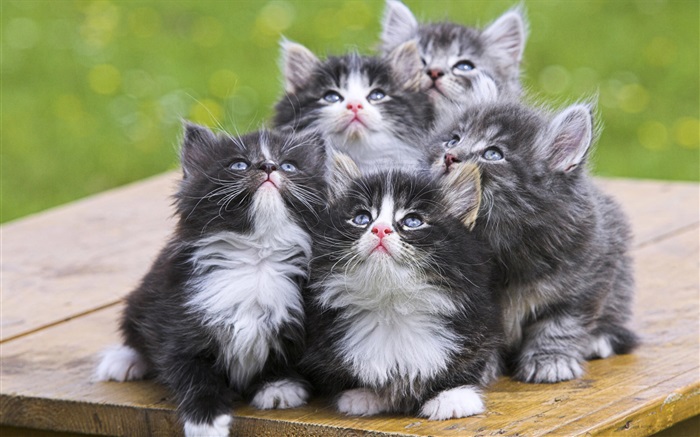 五只小貓 桌布 圖片
