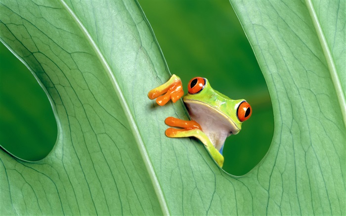 青蛙，葉 桌布 圖片