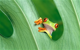 青蛙，葉 高清桌布