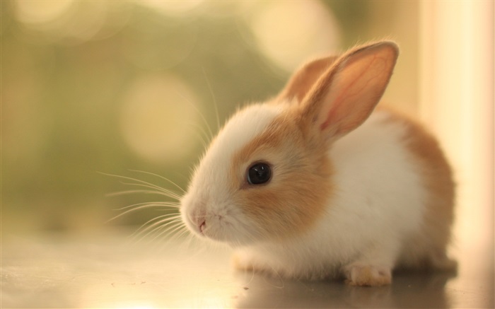 毛茸茸的兔崽 桌布 圖片