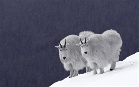 山羊在雪地上 高清桌布