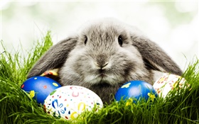 灰兔和雞蛋 高清桌布