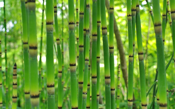 綠色竹，春 桌布 圖片