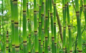 綠色竹，春
