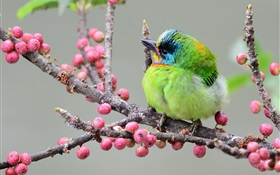 綠色羽毛啄木鳥，樹枝，漿果 高清桌布
